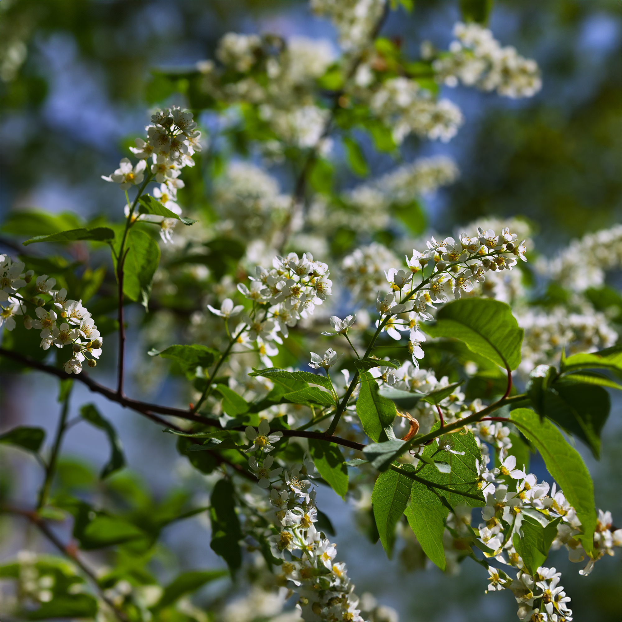 American Elderberry Plant