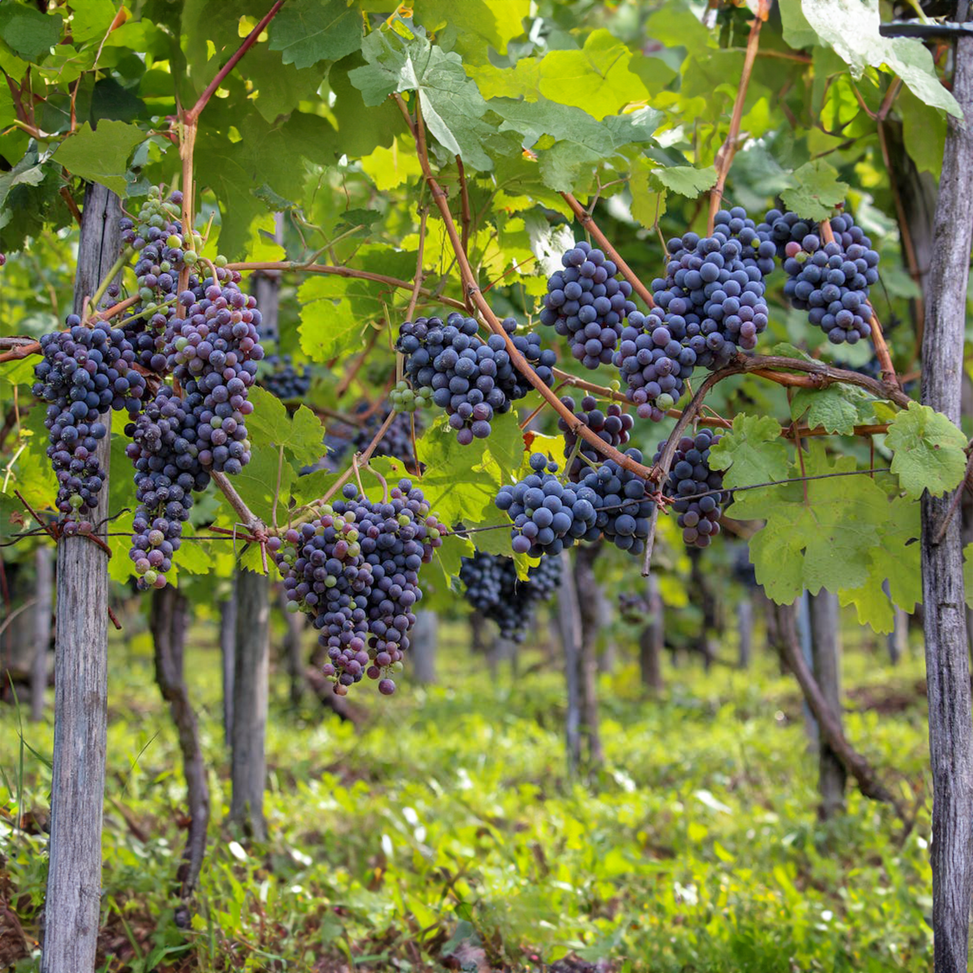 Black Vine Grape Plant ( Pre-Order for May 2026 )