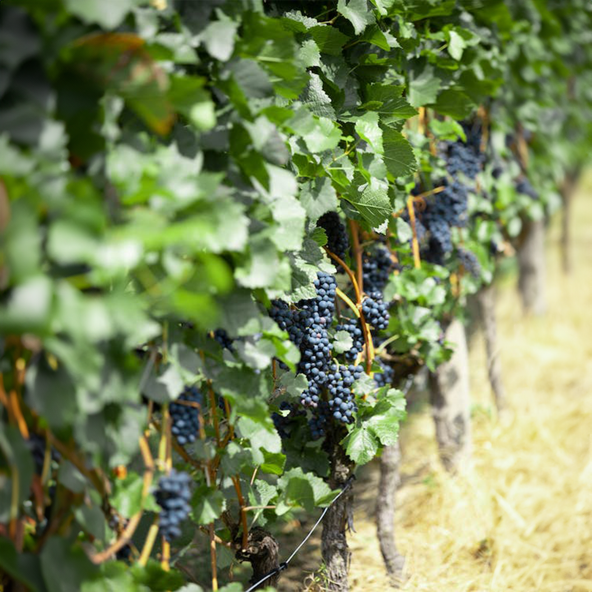 Black Vine Grape Cuttings (Pre-Order for November 2026) ( Buy 1 Get 1 Free )