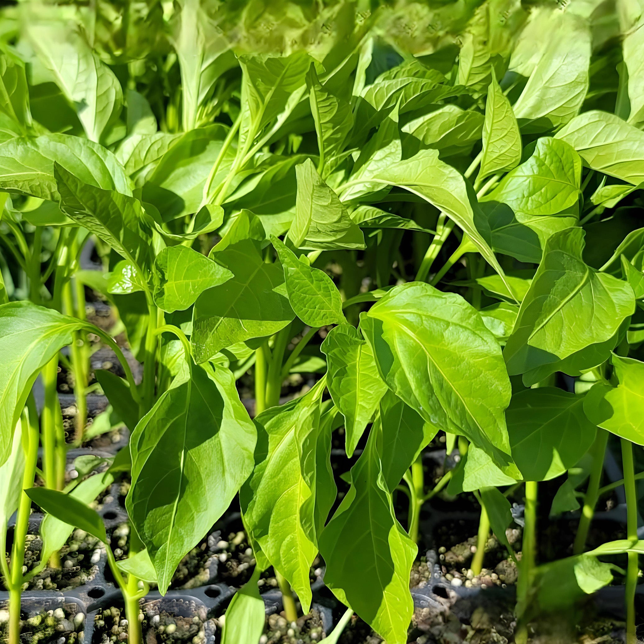 Bell Pepper (Shimla Mirch / Sweet Pepper / Green Pepper) – Starter Plant ( Pre-Order for May 2026 )