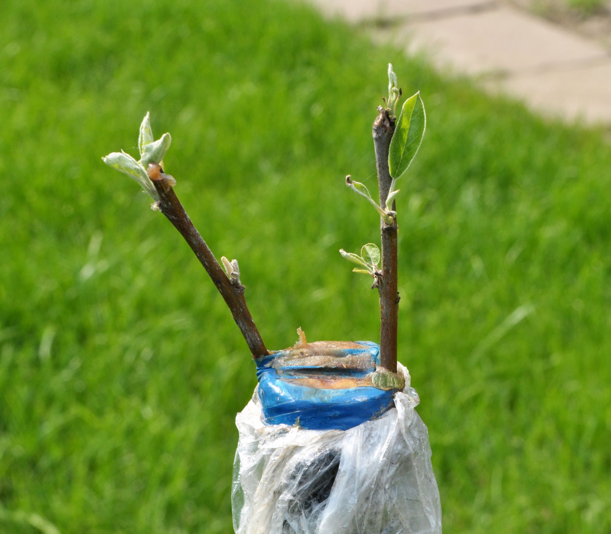 Sweet Mini Apple Tree Cuttings (Pre-Order for July 2025)