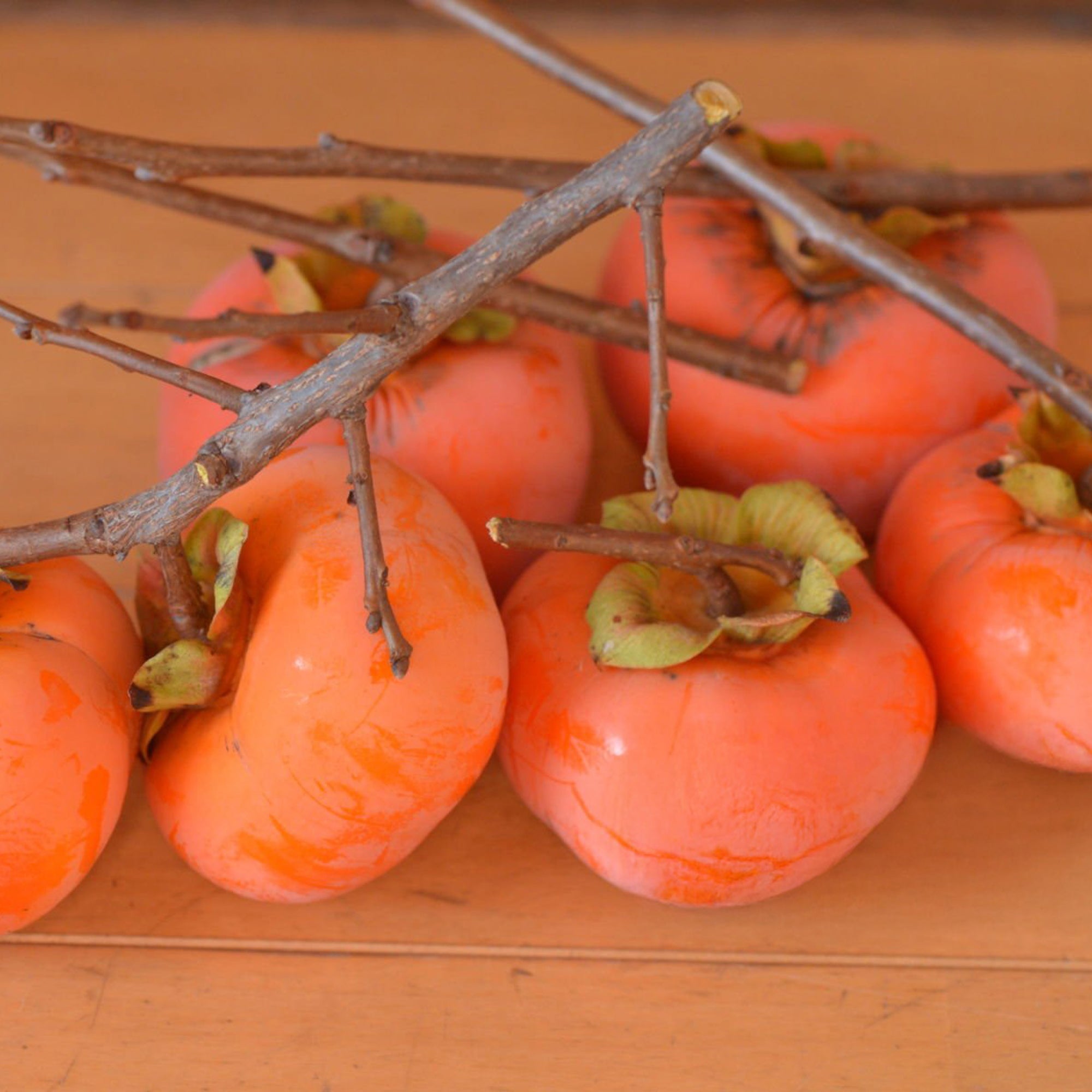 Japanese Chocolate Persimmon - Unrooted Cuttings