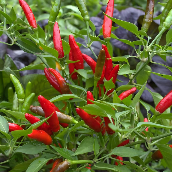 Garden Bird Thai Pepper (Hot Pepper) ( Pre-Order for July 2026 ) – M M  Nurseries