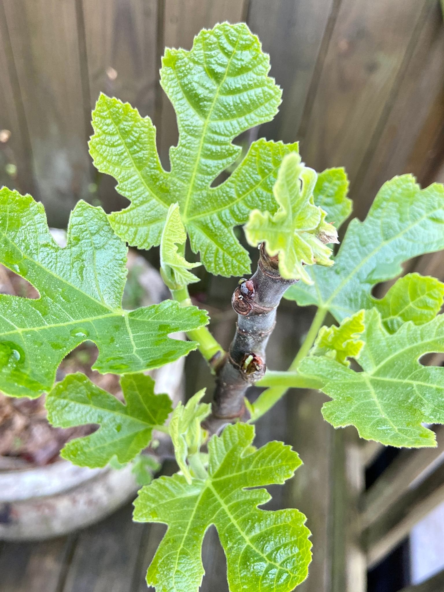 Chicago Hardy Fig Cuttings (Pre-Order for July 2025)