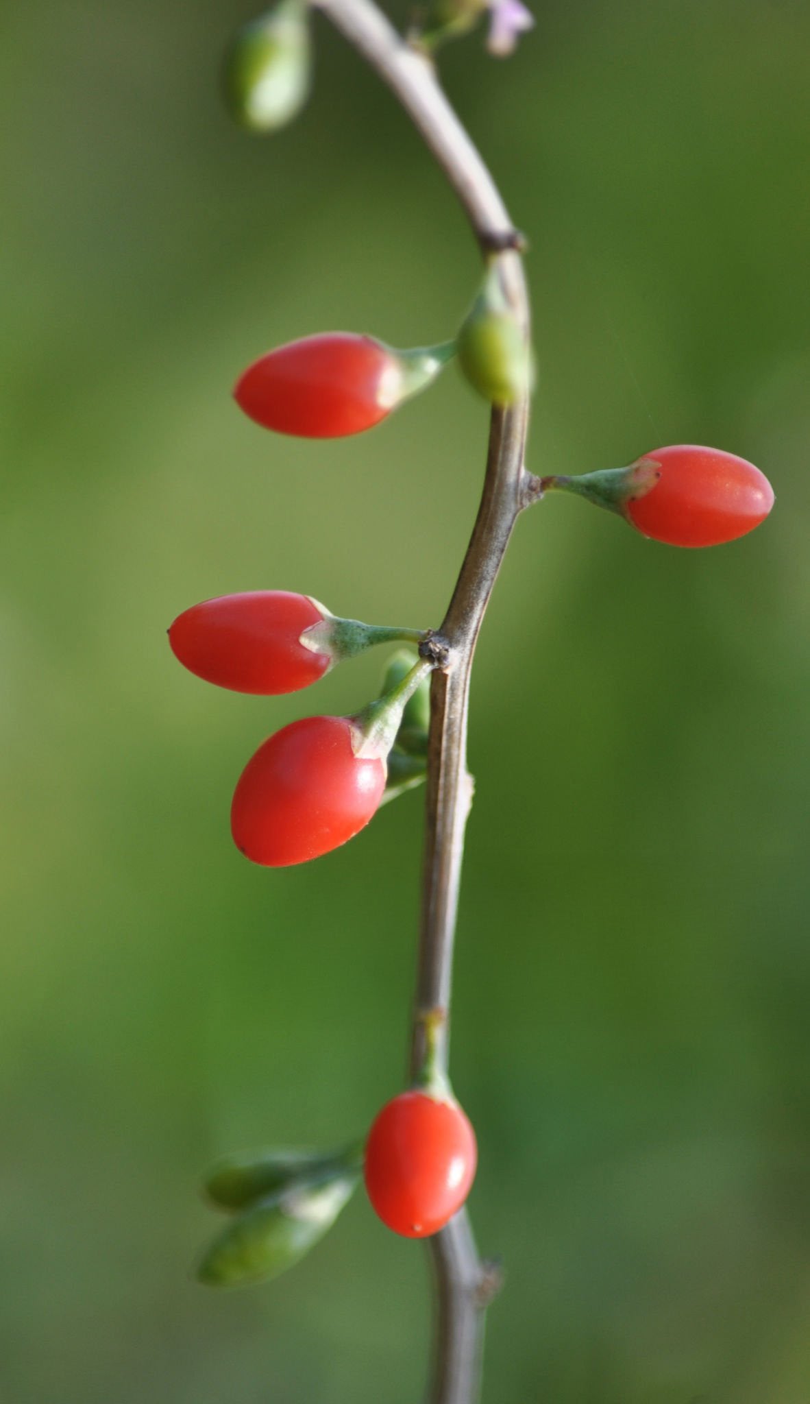 Goji Berry Cuttings (Pre-Order for July 2025)