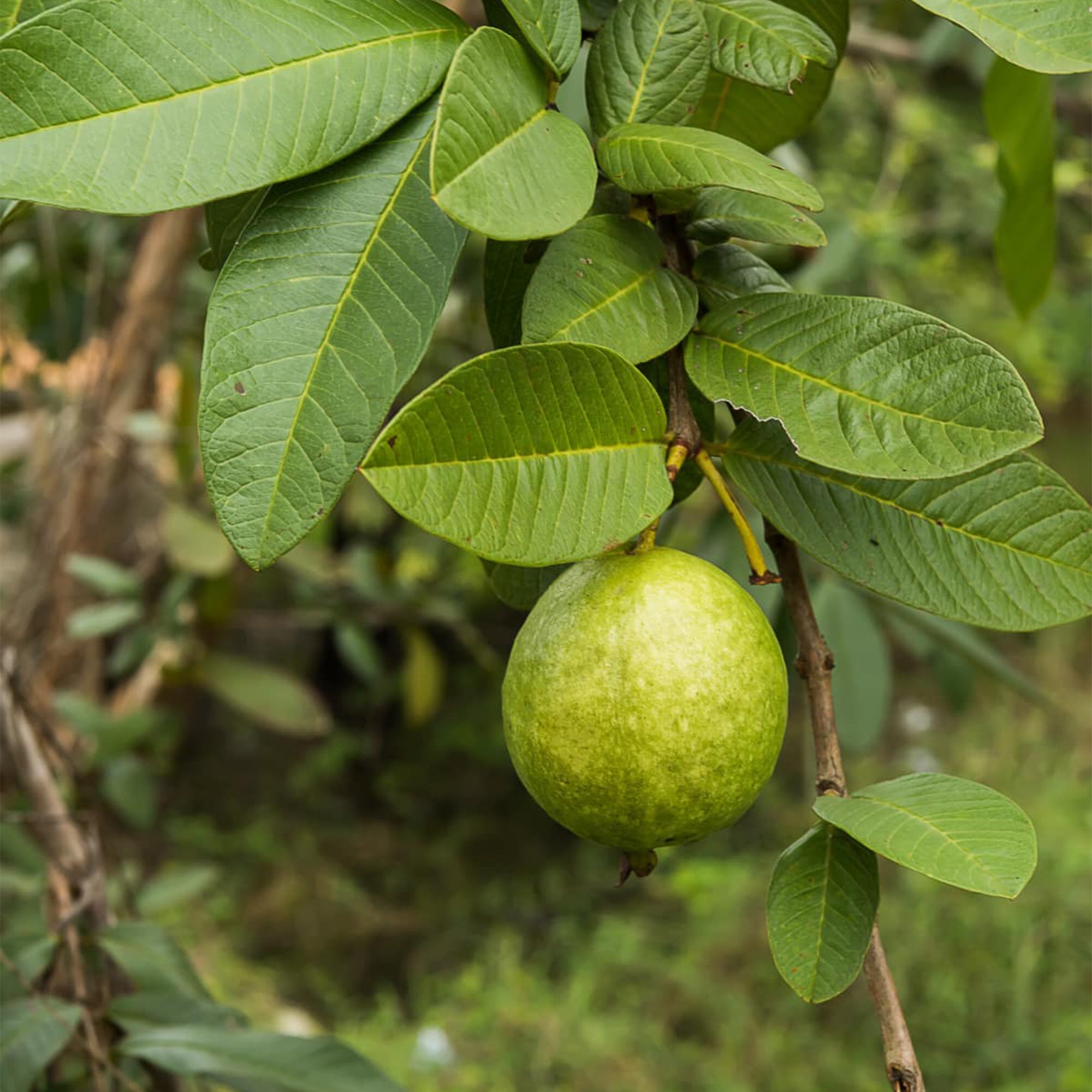 Rare Jumbo Guava Plant ( Pre-Order for May 2026 )