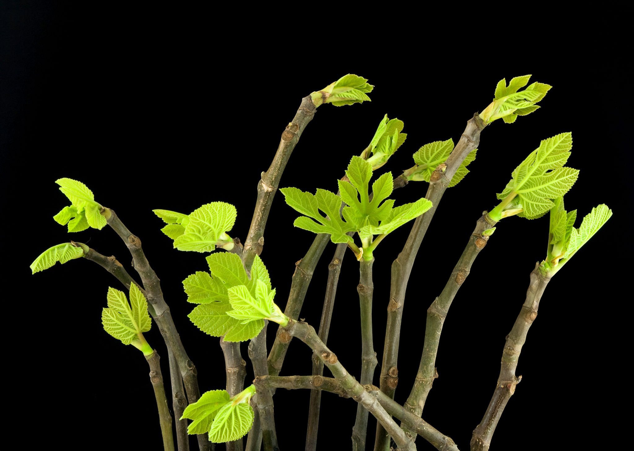 Chicago Hardy Fig Cuttings (Pre-Order for July 2025)
