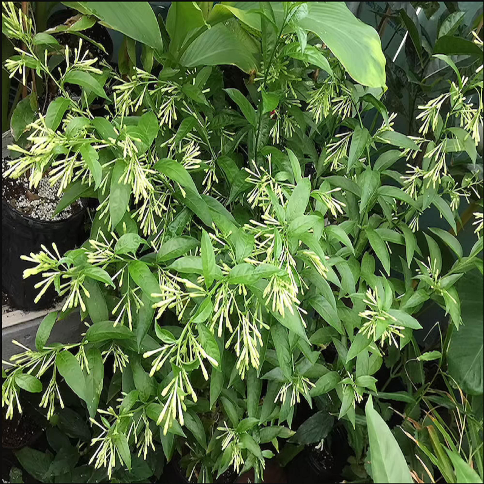 Raat ki Raani Plant ( Pre-Order for May 2026 )