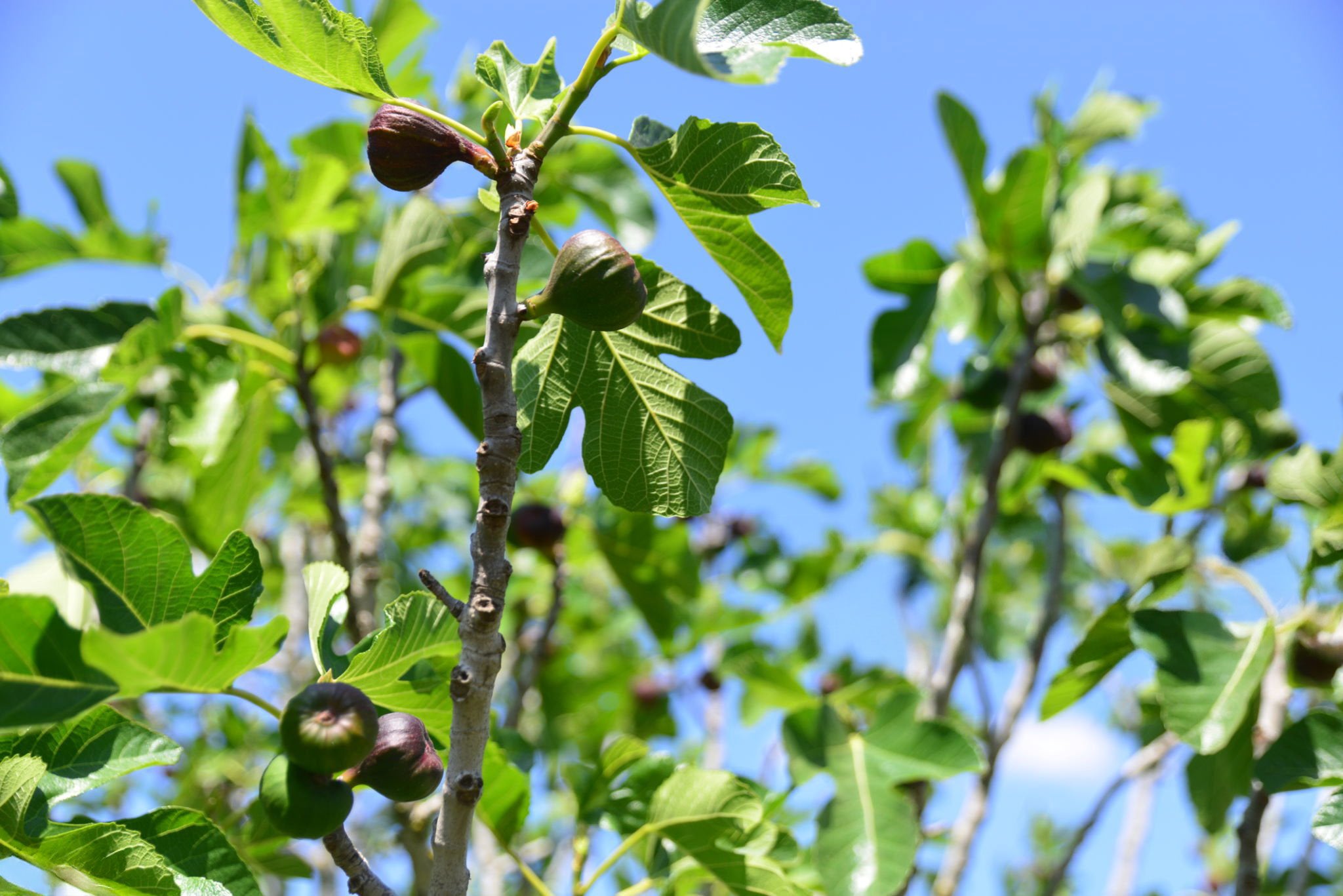 Turkey Fig Cuttings (Pre-Order for July 2025)