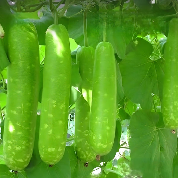 Long Bottle Gourd ( Pre-Order for July 2026 ) – M M Nurseries