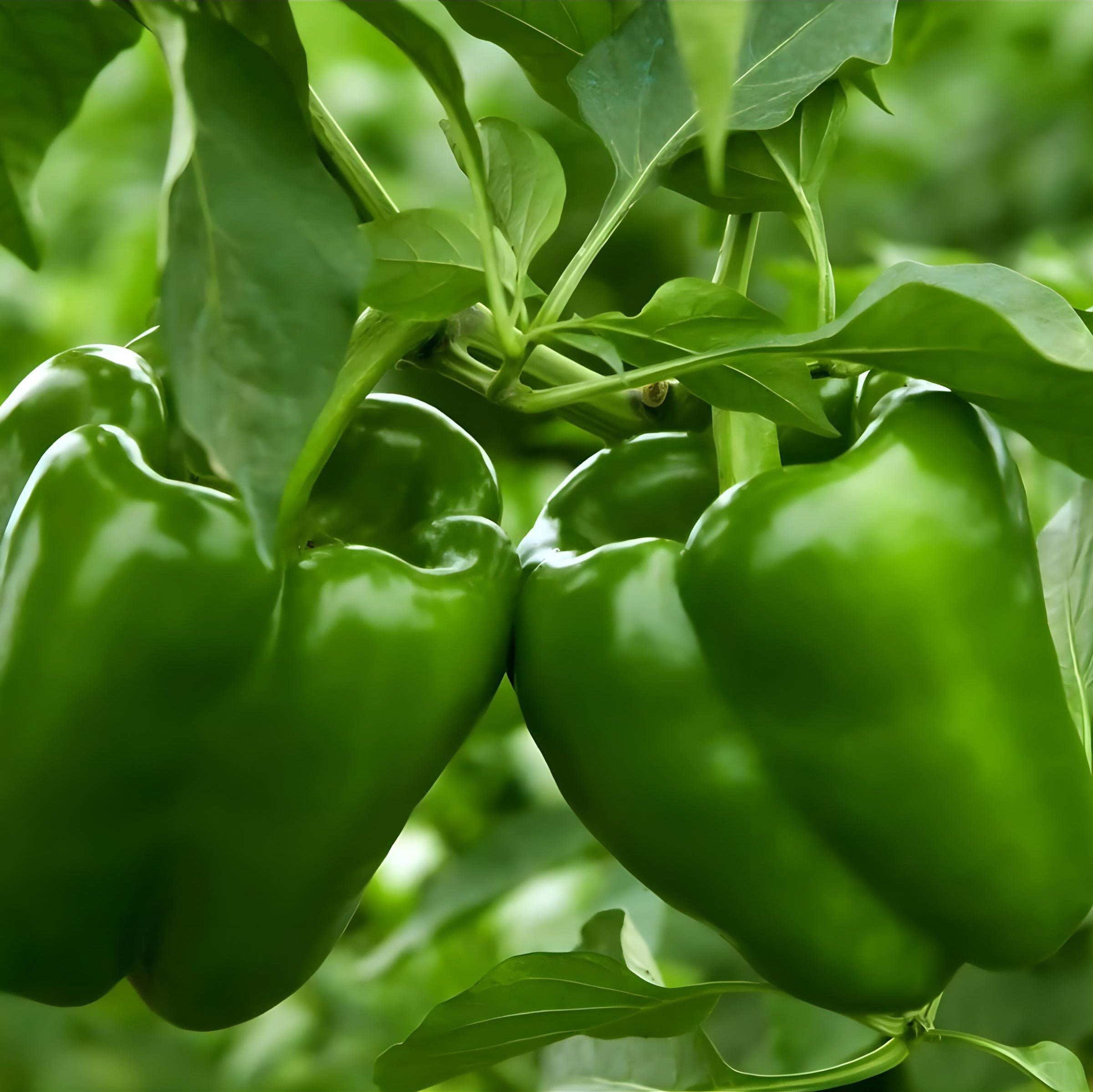 Bell Pepper (Shimla Mirch / Sweet Pepper / Green Pepper) – Starter Plant ( Pre-Order for May 2026 )