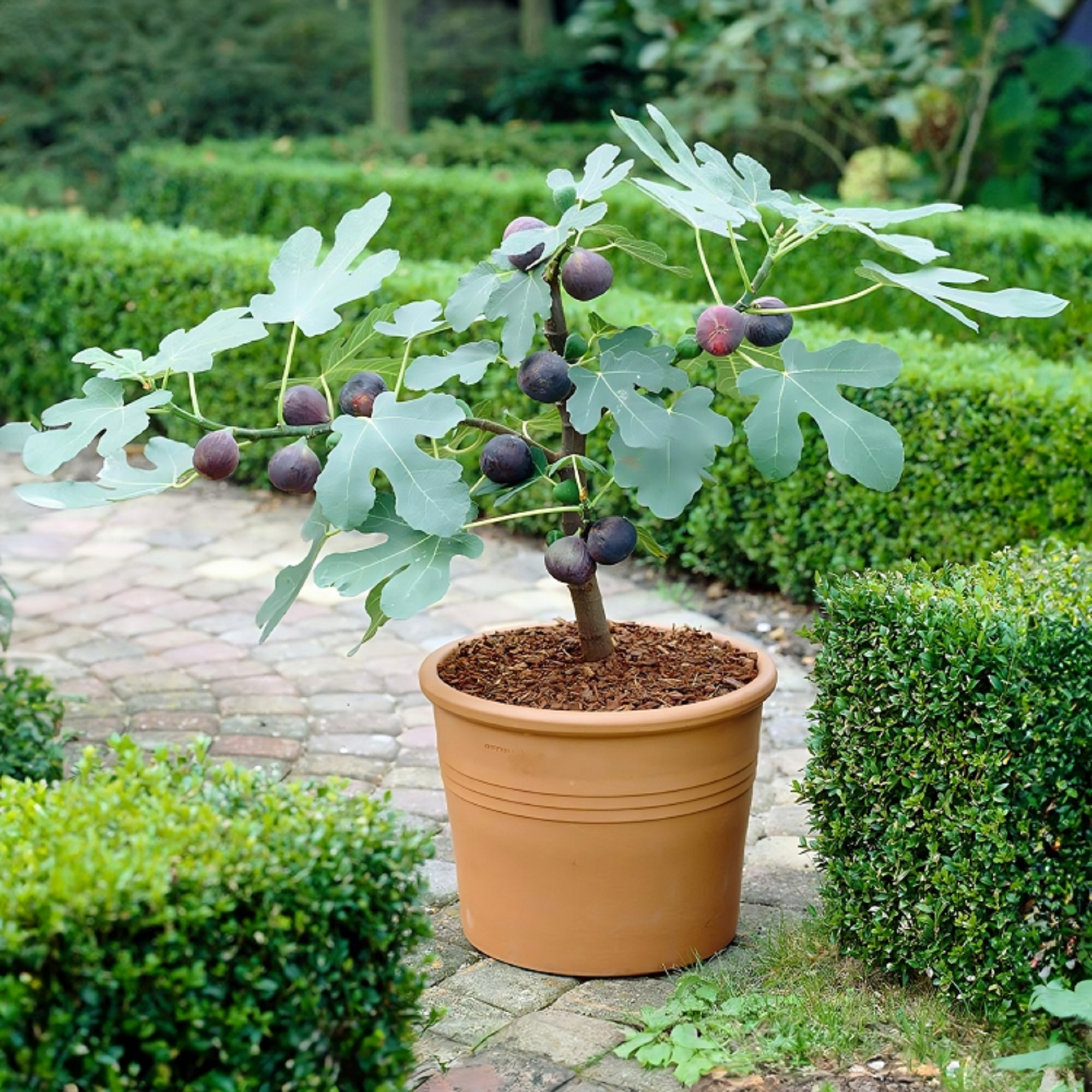 Chicago Hardy Fig Plant ( Pre-Order for May 2026 )