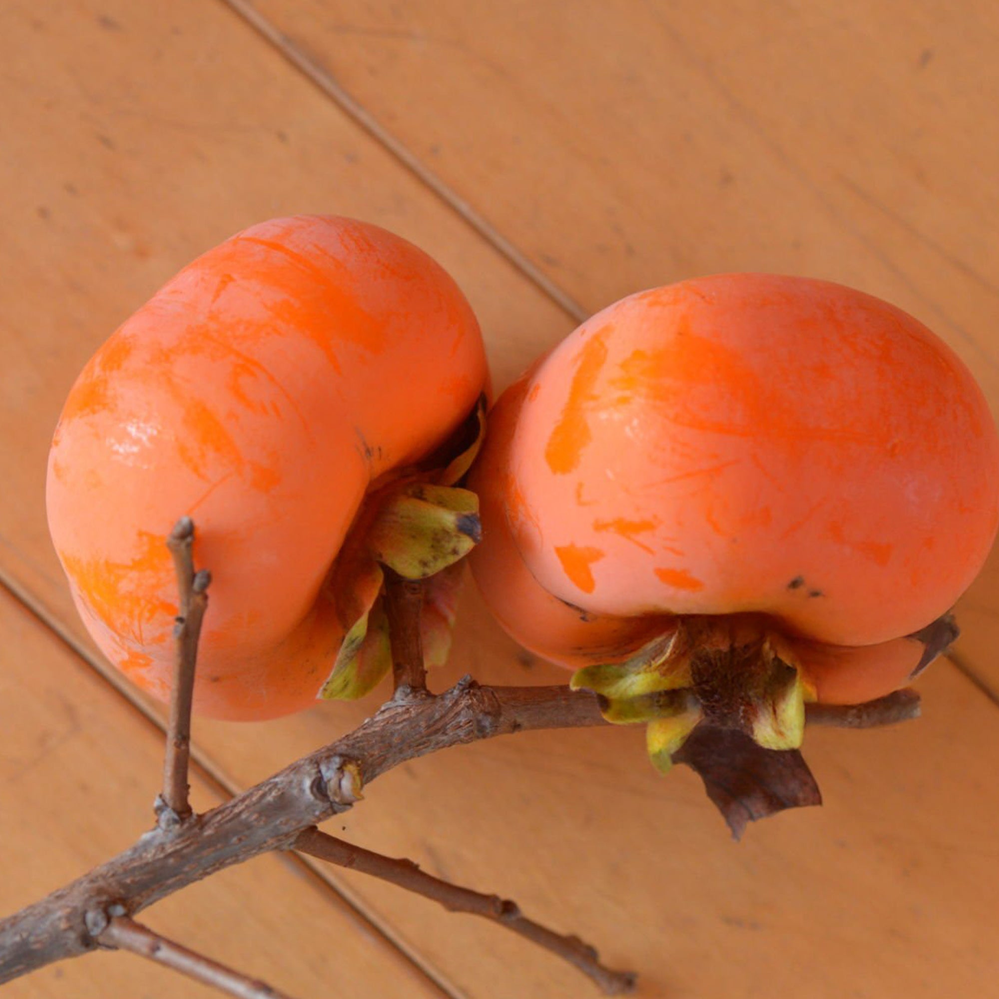Japanese Chocolate Persimmon - Unrooted Cuttings