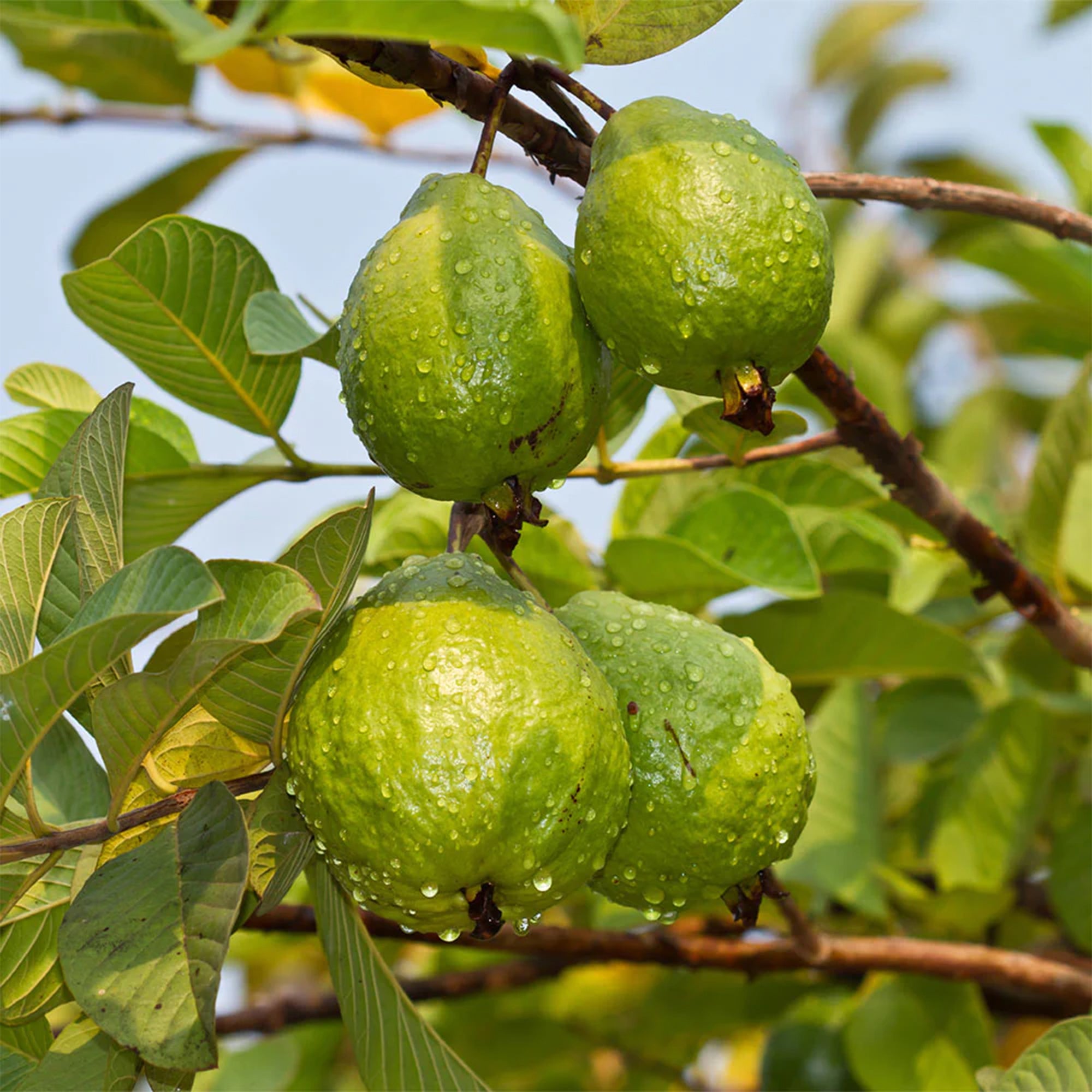 Rare Jumbo Guava Plant ( Pre-Order for May 2026 )