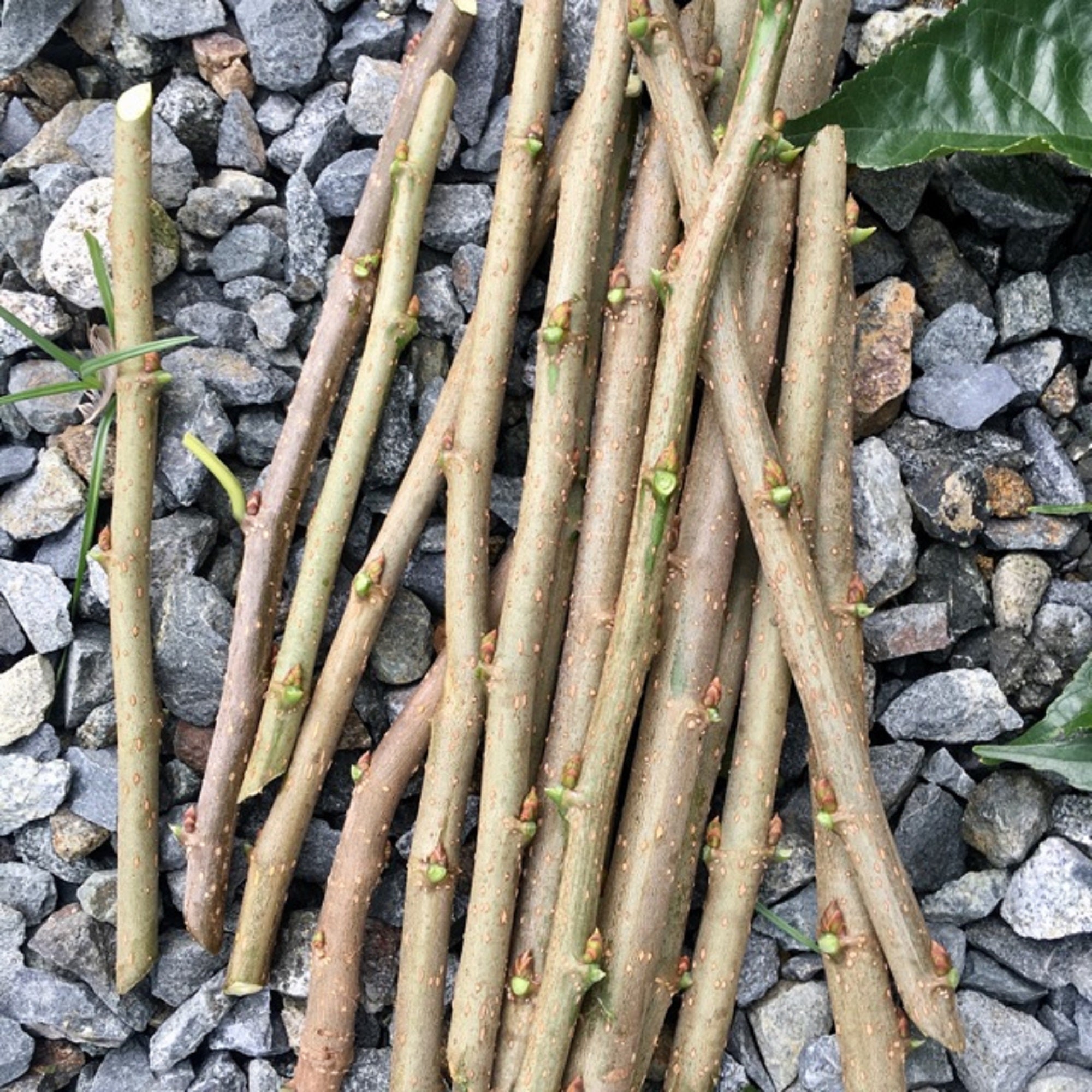 Black Mulberry - Unrooted Cuttings ( Buy 1 Get 1 Free ) ( Pre-Order for May 2026 )