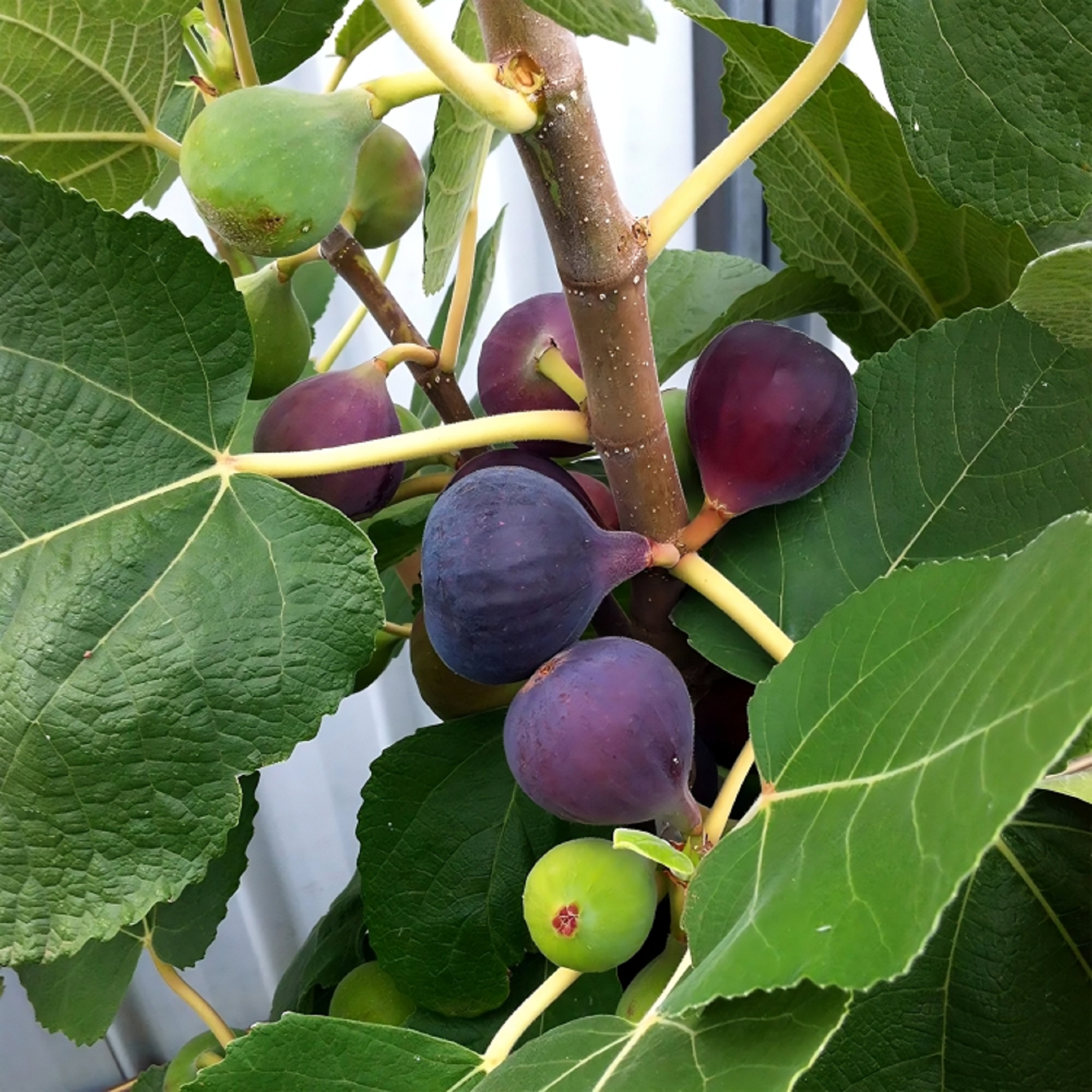 Chicago Hardy Fig Plant ( Pre-Order for May 2026 )