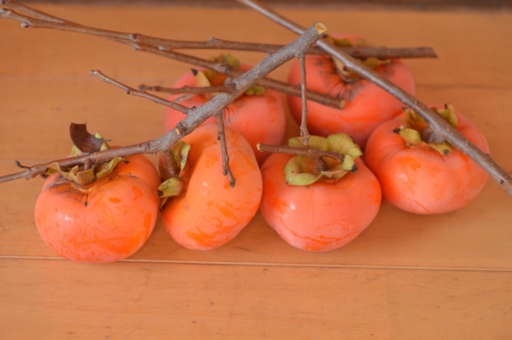 Japanese Chocolate Persimmon Cuttings (Pre-Order for July 2025)