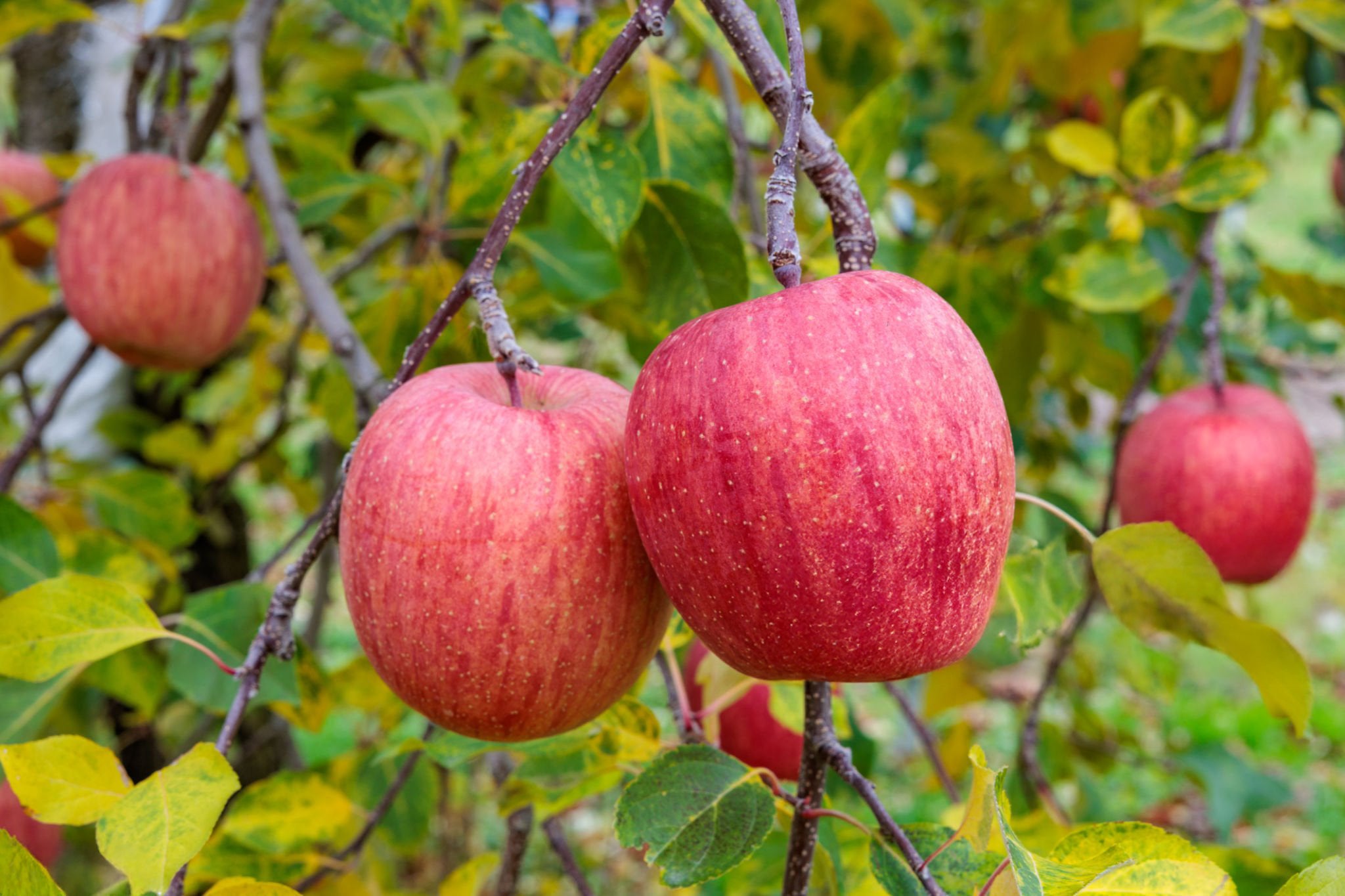 Fuji Apple Cuttings (Pre-Order for July 2025)