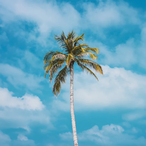 Ajwa Date Palm ( Pre-Order for May 2026 )