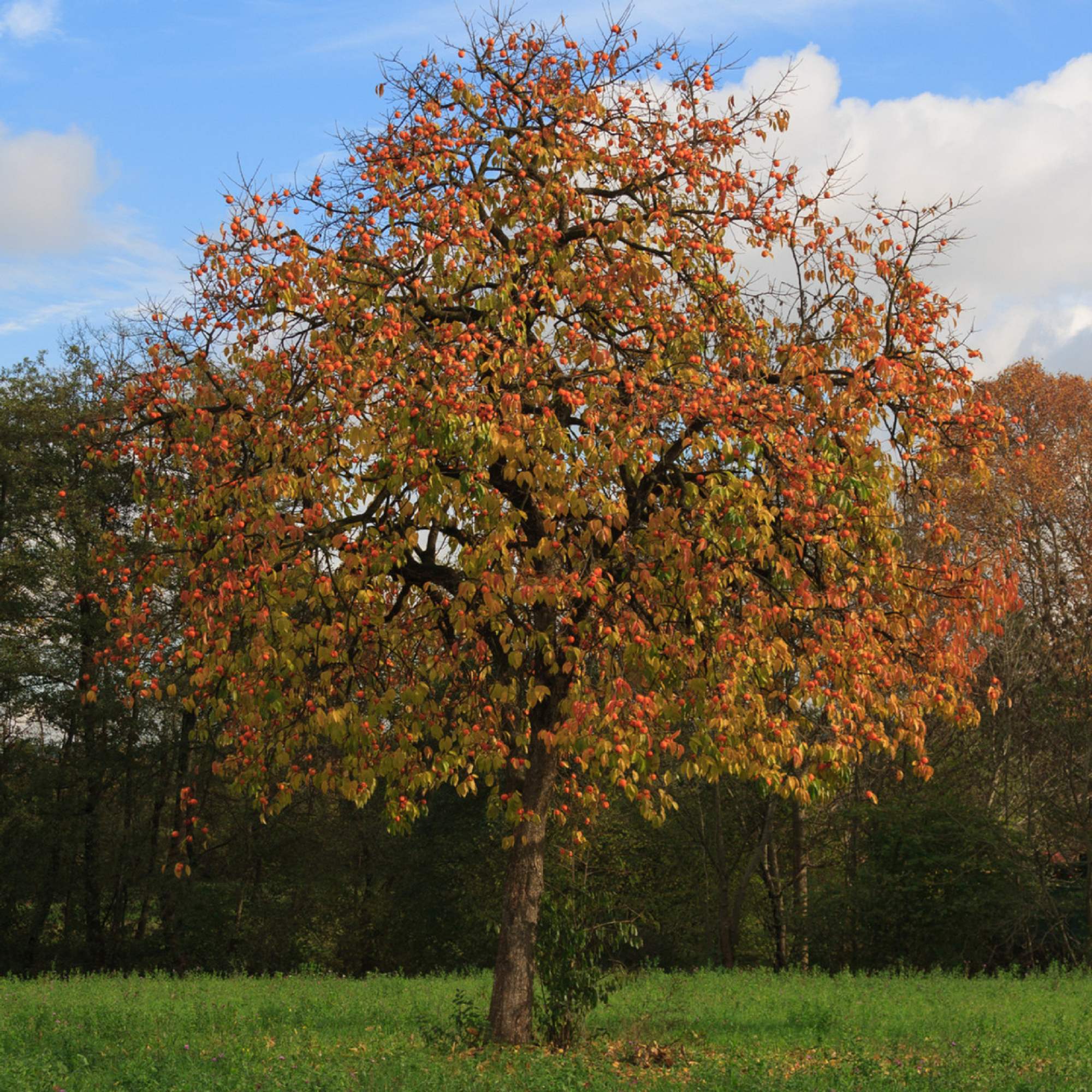 American Persimmon Plant ( Pre-Order for May 2026 )