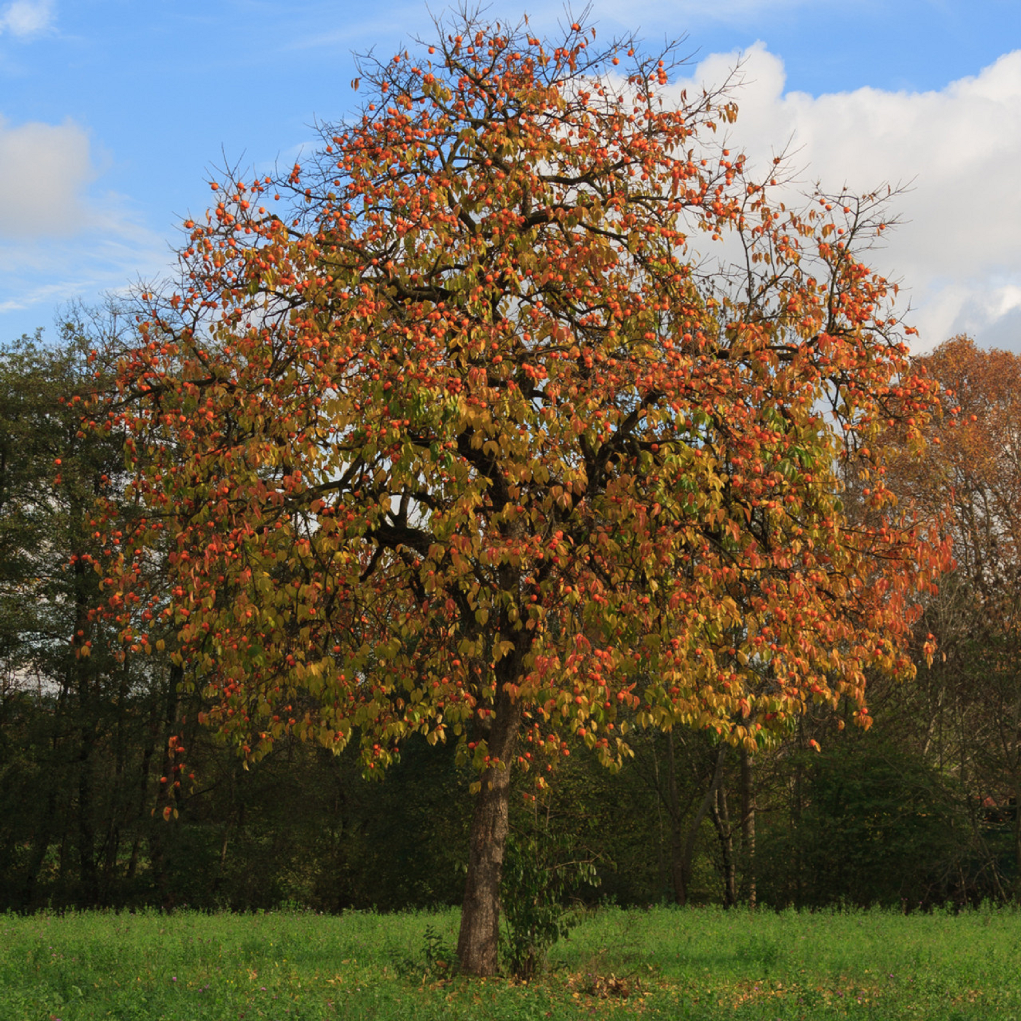 American Persimmon Plant