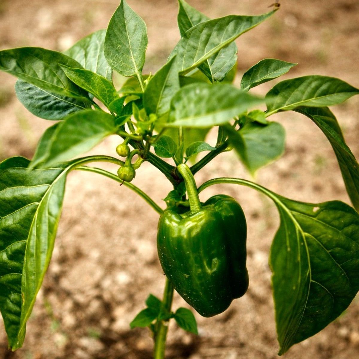 Bell Pepper (Shimla Mirch, Sweet Pepper, Green Pepper) – Starter Plant