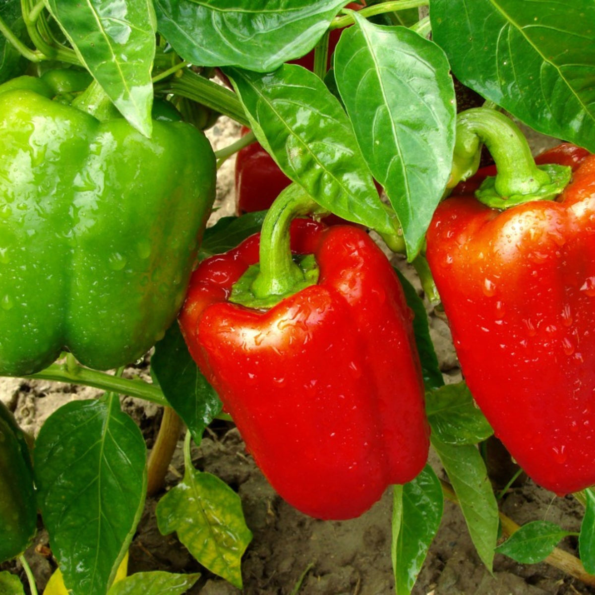 Bell Pepper (Shimla Mirch, Sweet Pepper, Green Pepper) – Starter Plant