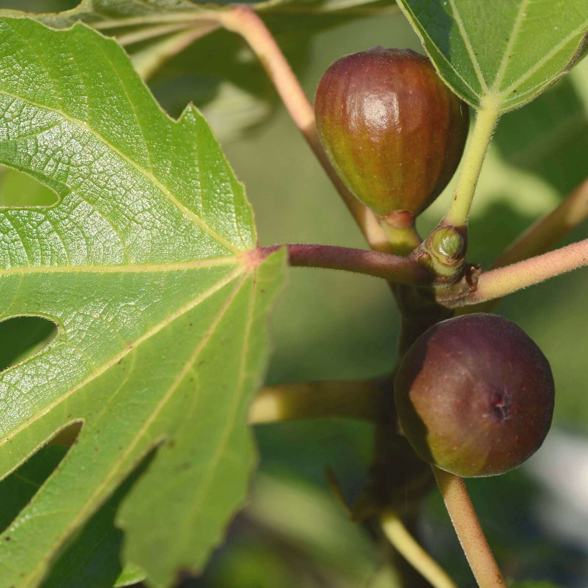 Black Mission Fig - Unrooted Cuttings ( Buy 1 Get 1 Free ) ( Pre-Order for May 2026 )