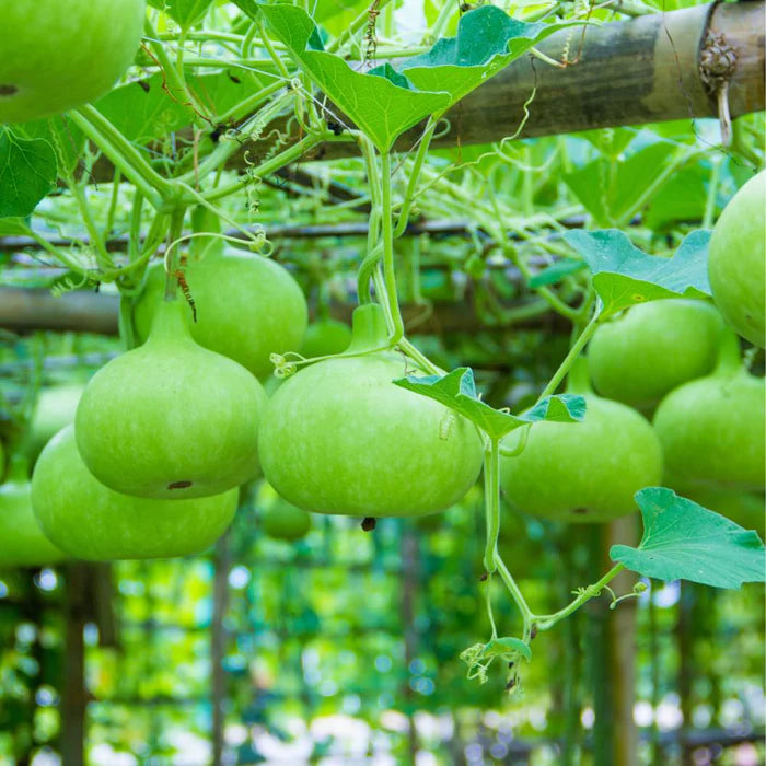 Bottle Gourd (Calabash / Lauki / Dhoodhi / Long Melon / Opo Squash) – Starter Plant