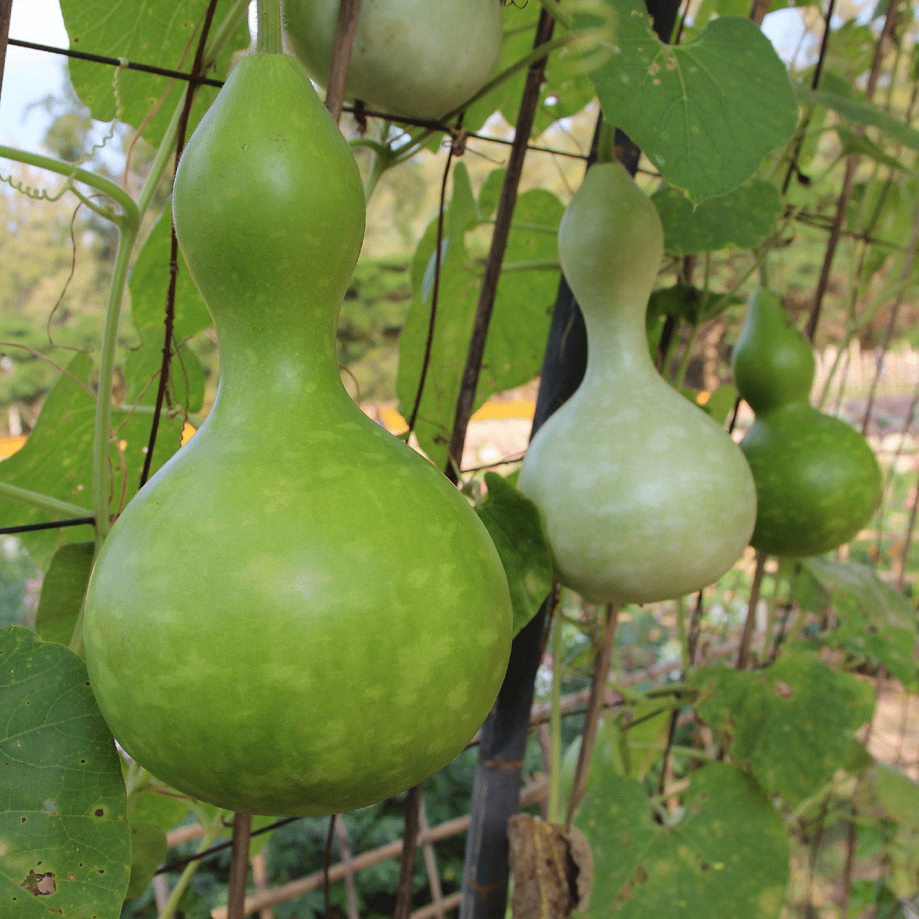 Bottle Gourd (Calabash / Lauki / Dhoodhi / Long Melon / Opo Squash) – Starter Plant