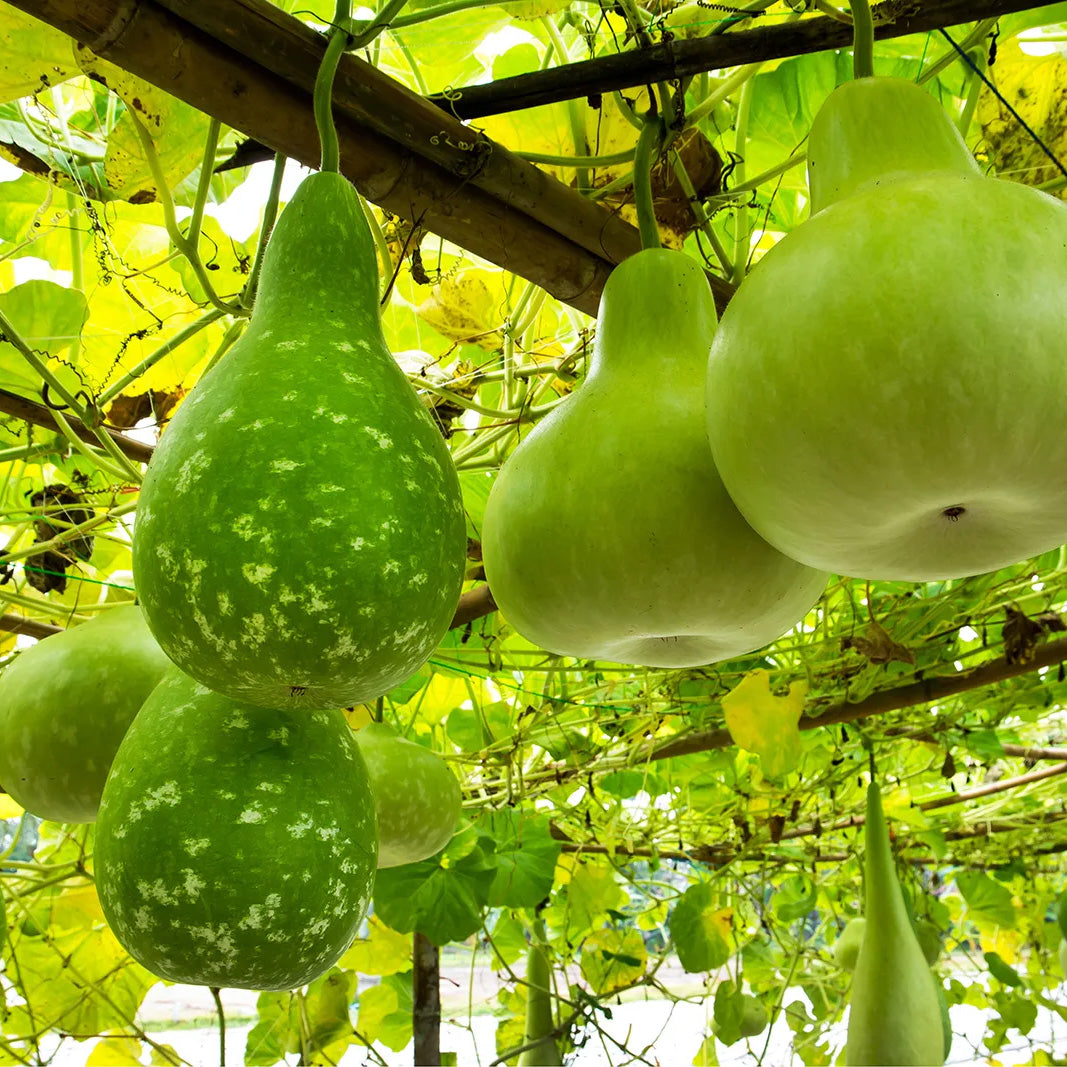 Bottle Gourd (Calabash / Lauki / Dhoodhi / Long Melon / Opo Squash) – Starter Plant