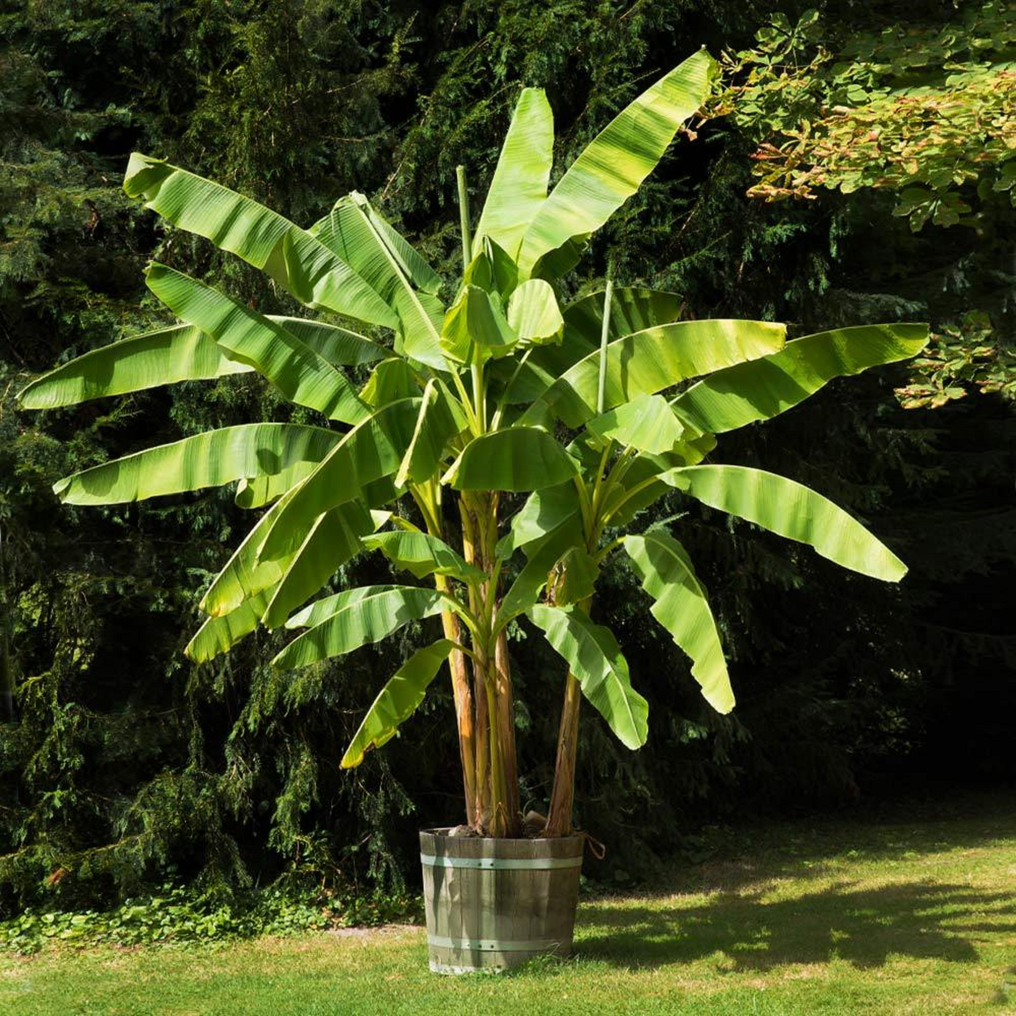 Dwarf Cavendish Banana Plant ( Pre-Order for May 2026 )