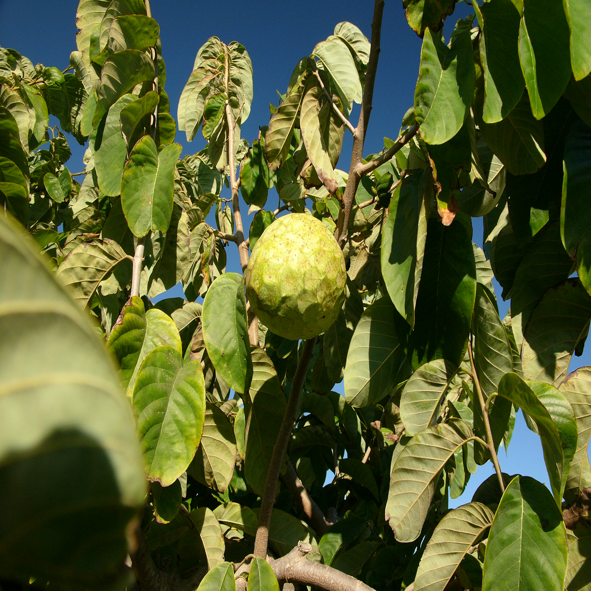 Custard Apple Plant ( Pre-Order for May 2026 )