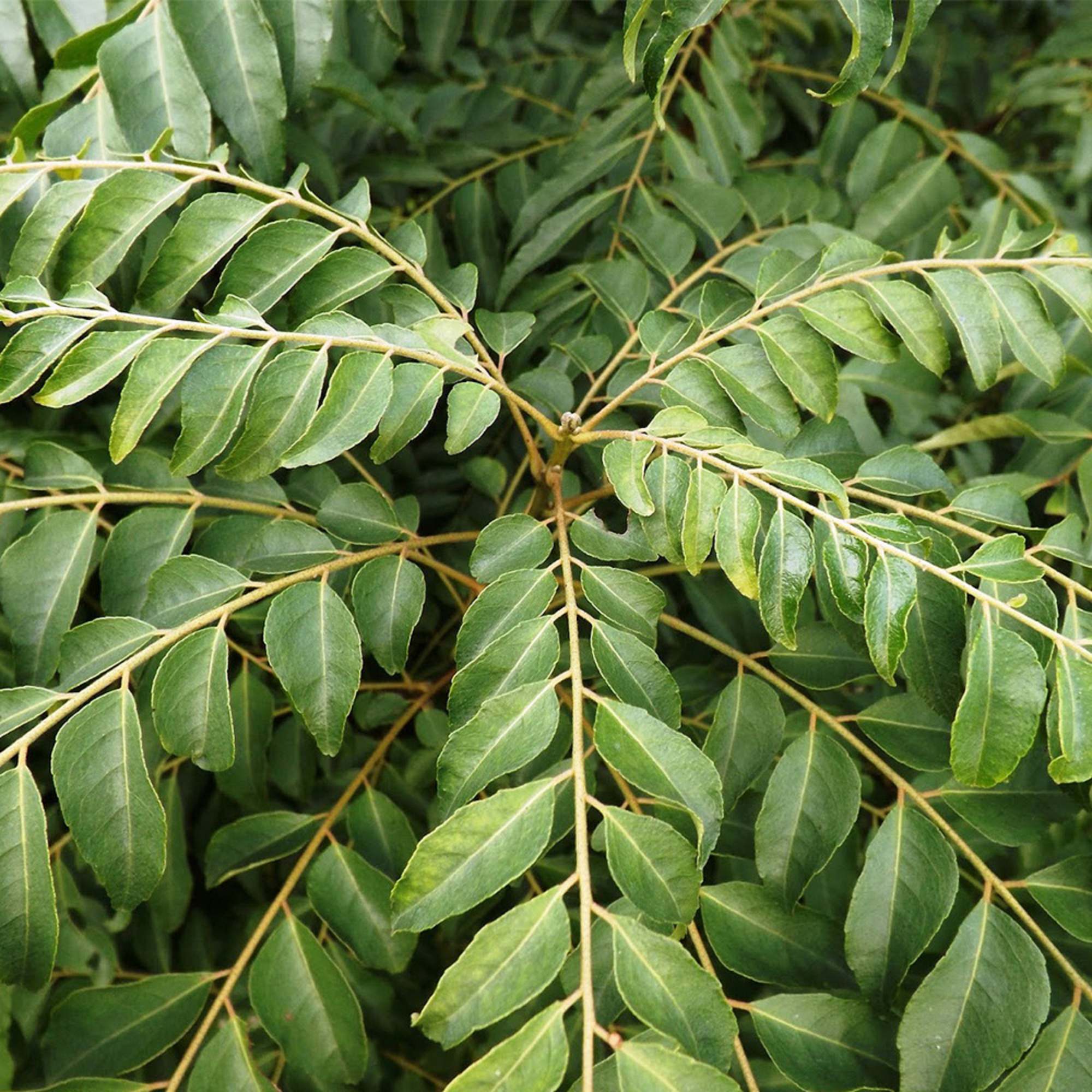 Curry Leaf Plant ( Pre-Order for May 2026 )