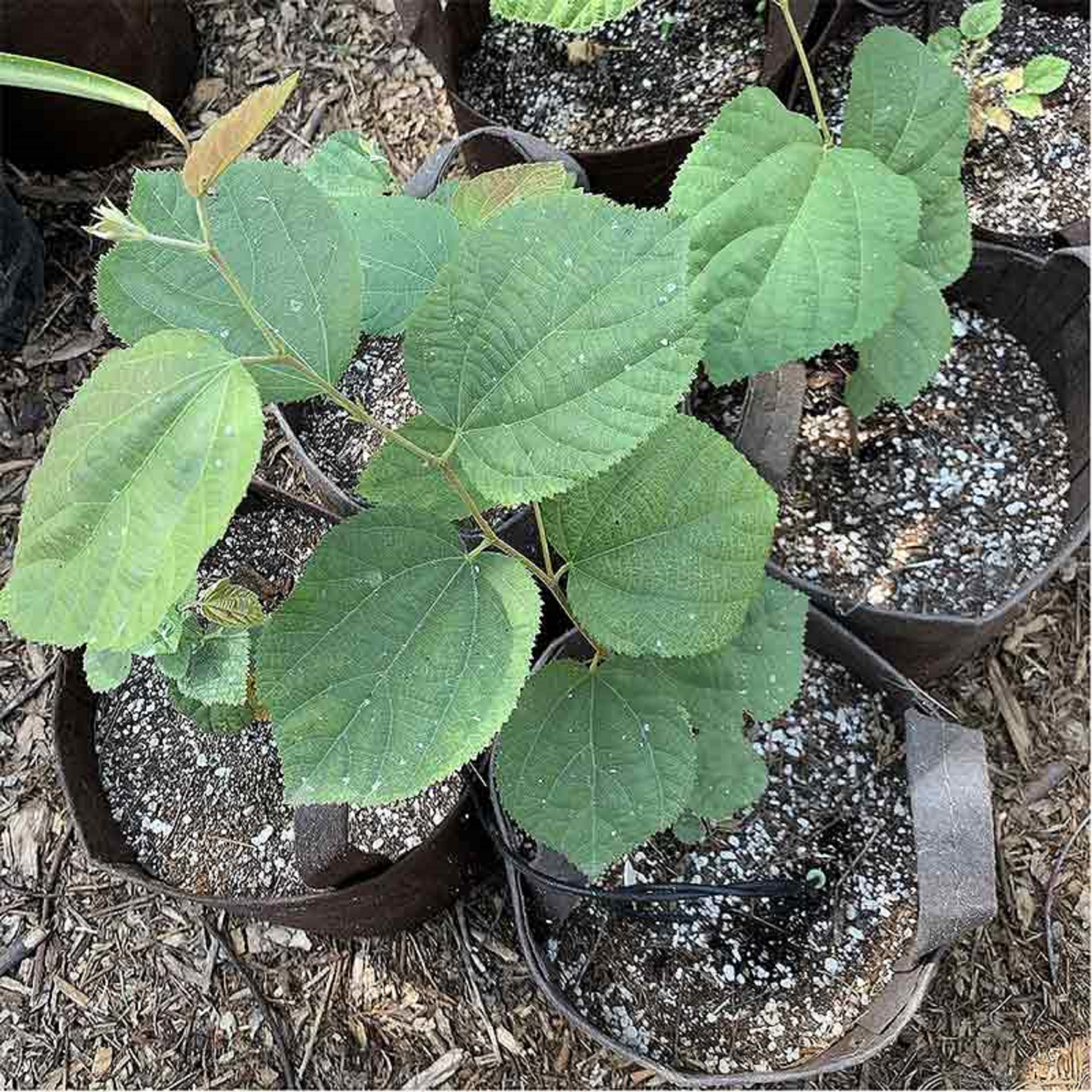 Phalsa Plant ( Pre-Order for May 2026 )