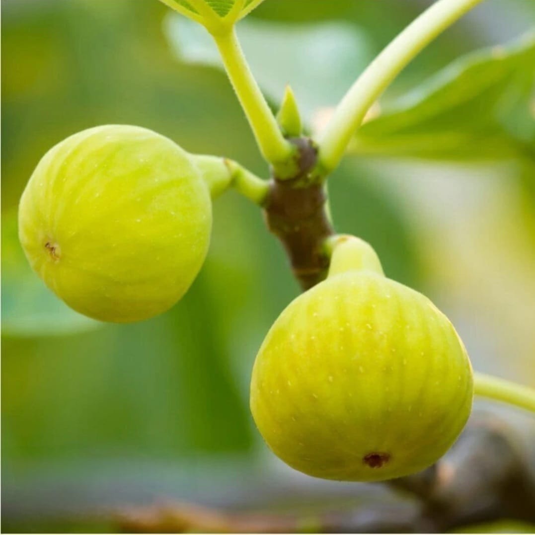 Sarsibik (Sariveydek) Fig - Unrooted Cuttings ( Buy 1 Get 1 Free ) ( Pre-Order for May 2026 )