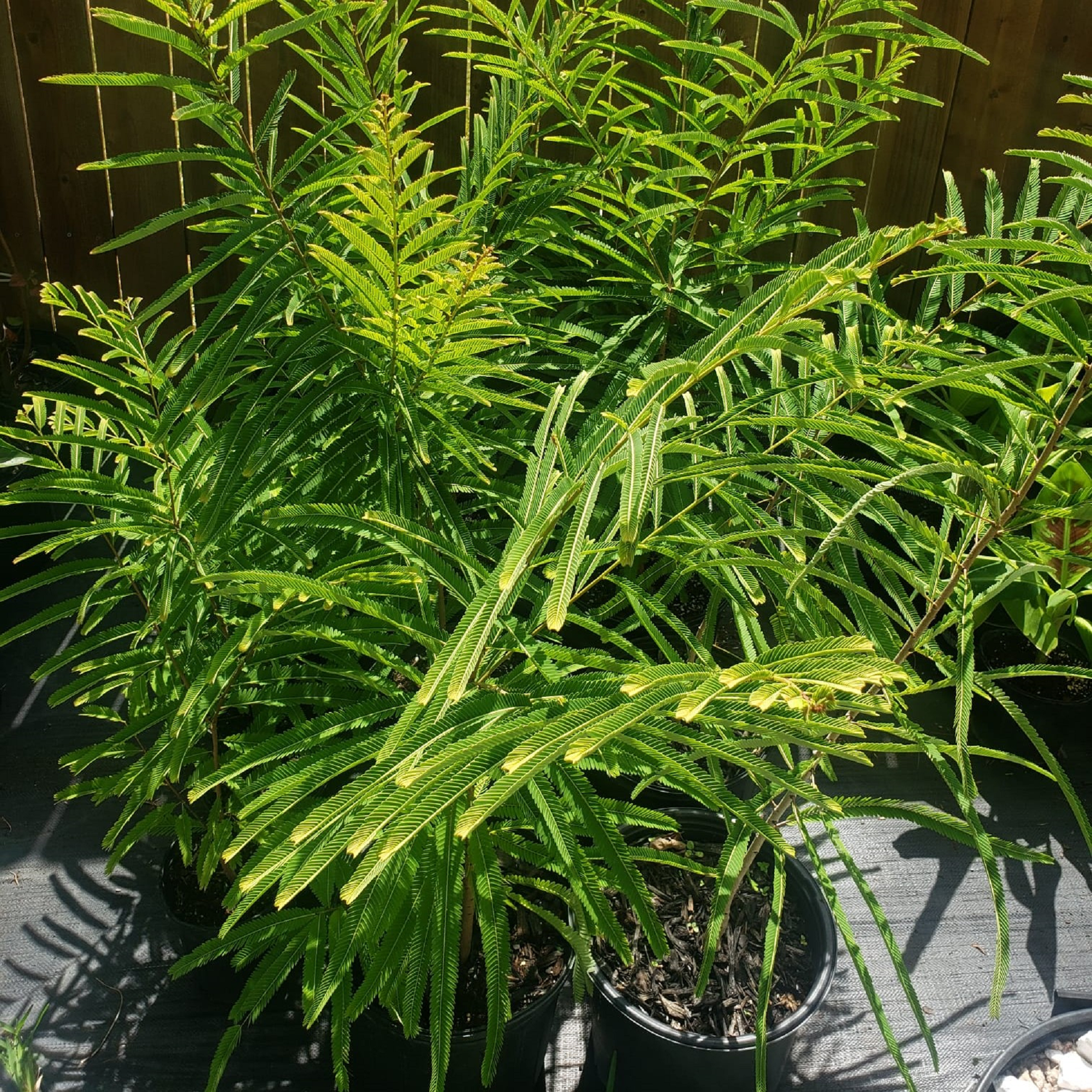 Indian Amla Plant ( Buy 1 Get 1 Free ) ( Pre-Order for May 2026 )