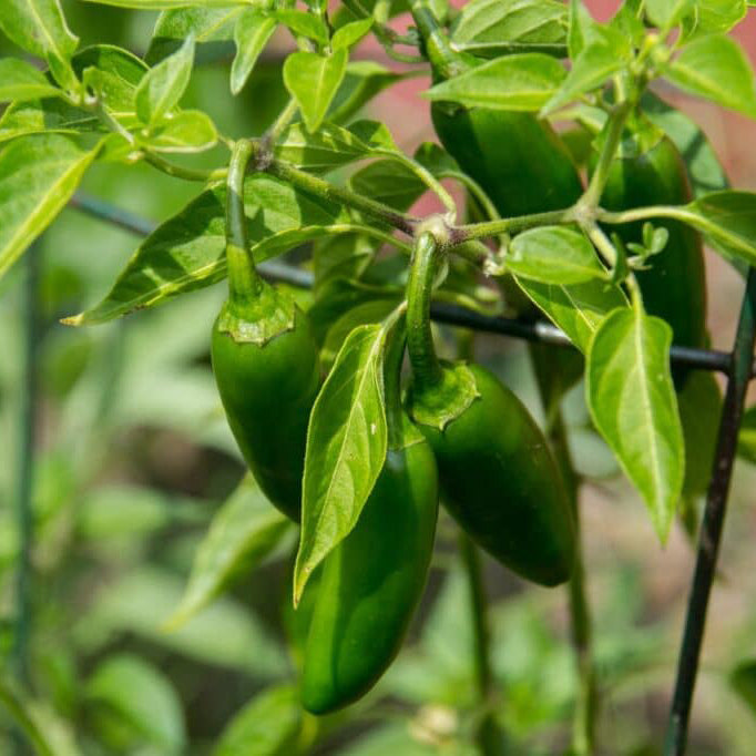Jalapeno Pepper (Mirch Plant) – Starter Plant