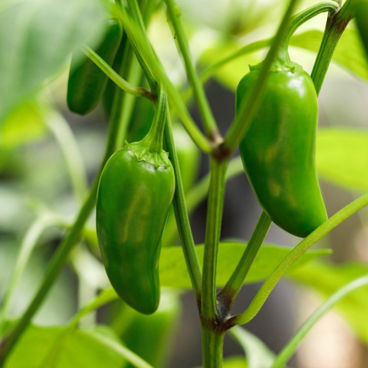 Jalapeno Pepper (Mirch Plant) – Starter Plant