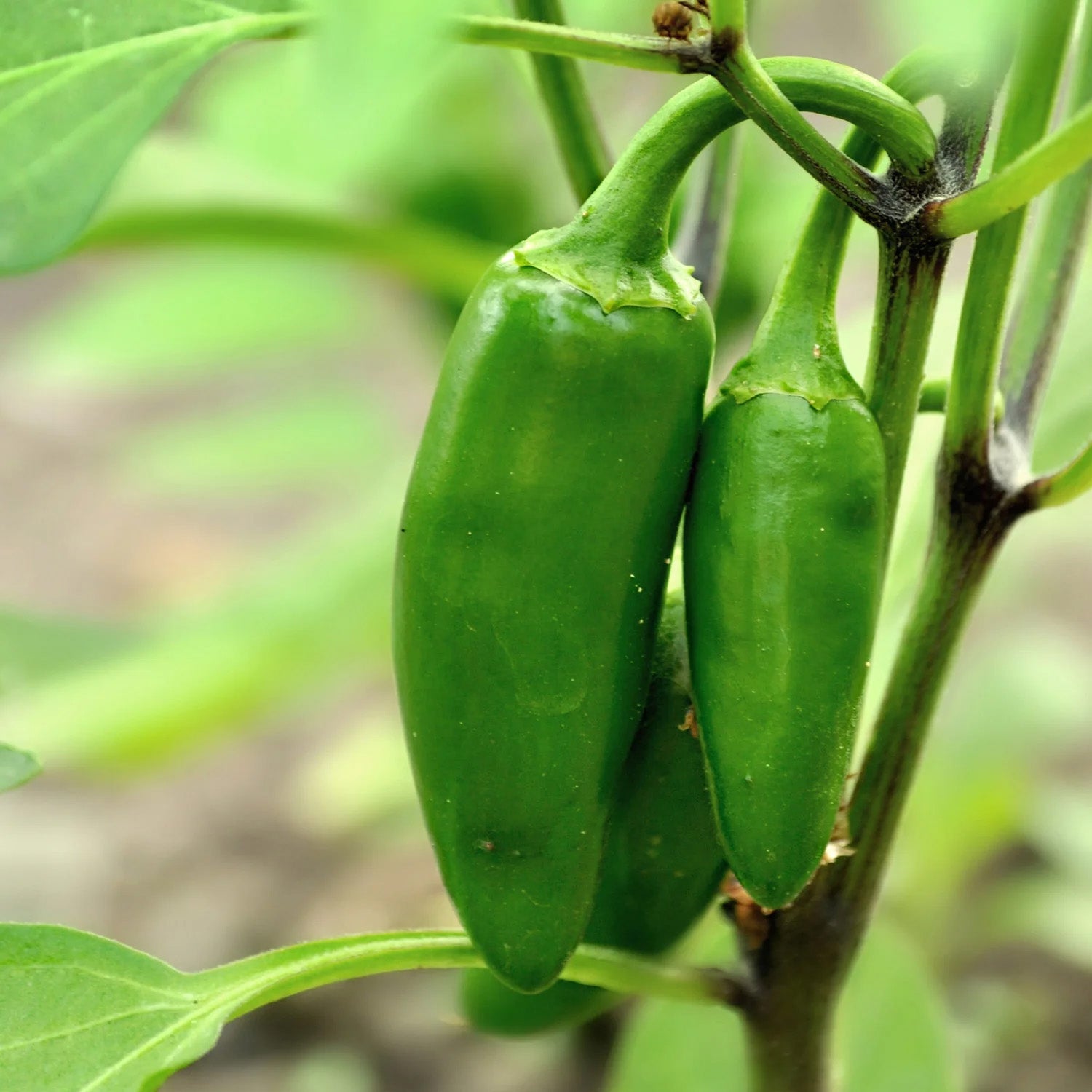 Jalapeno Pepper (Mirch Plant) – Starter Plant