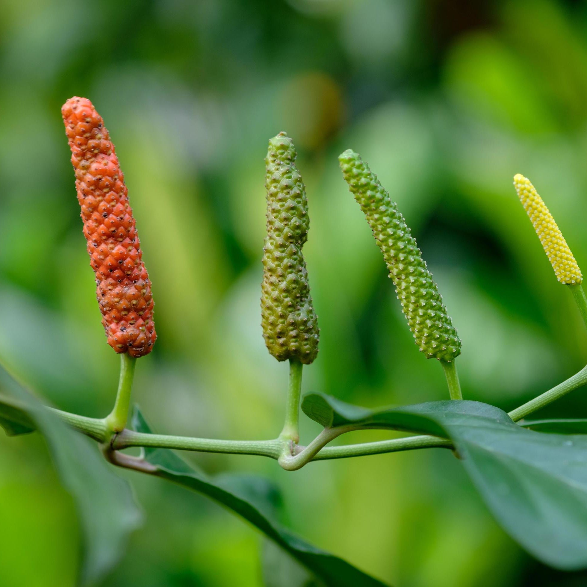 Long Pepper – Starter Plant