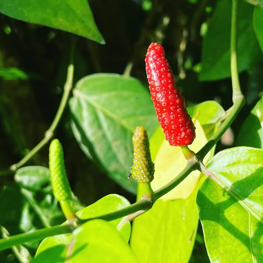Long Pepper – Starter Plant