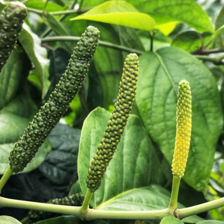 Long Pepper – Starter Plant