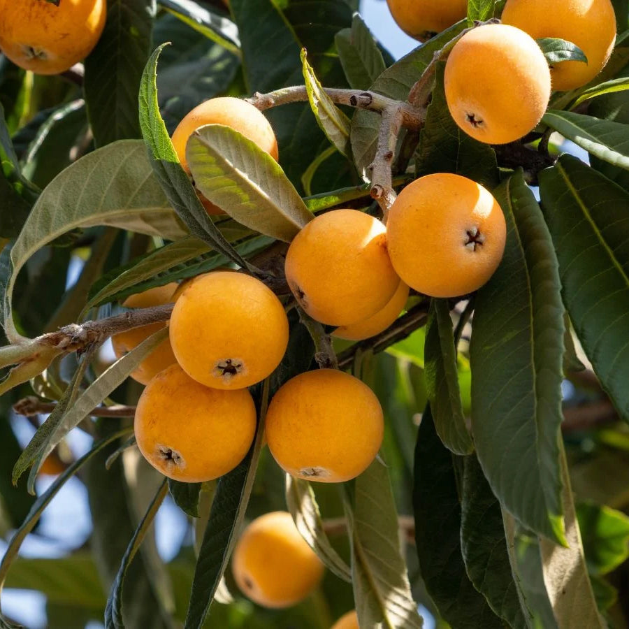 Loquat Plant (Japanese Plum / Chinese Plum / Níspero Japonés) – Tropical Fruit Tree