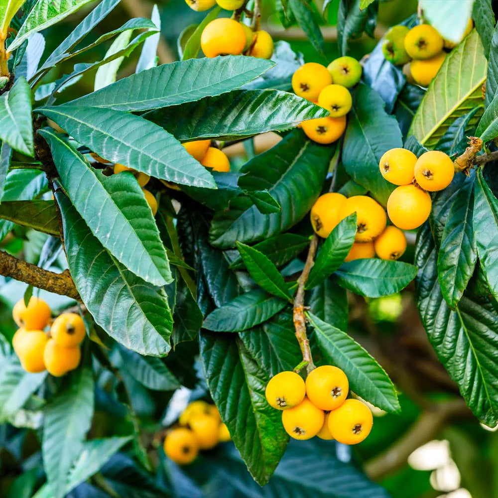 Loquat Plant (Japanese Plum / Chinese Plum / Níspero Japonés) – Tropical Fruit Tree