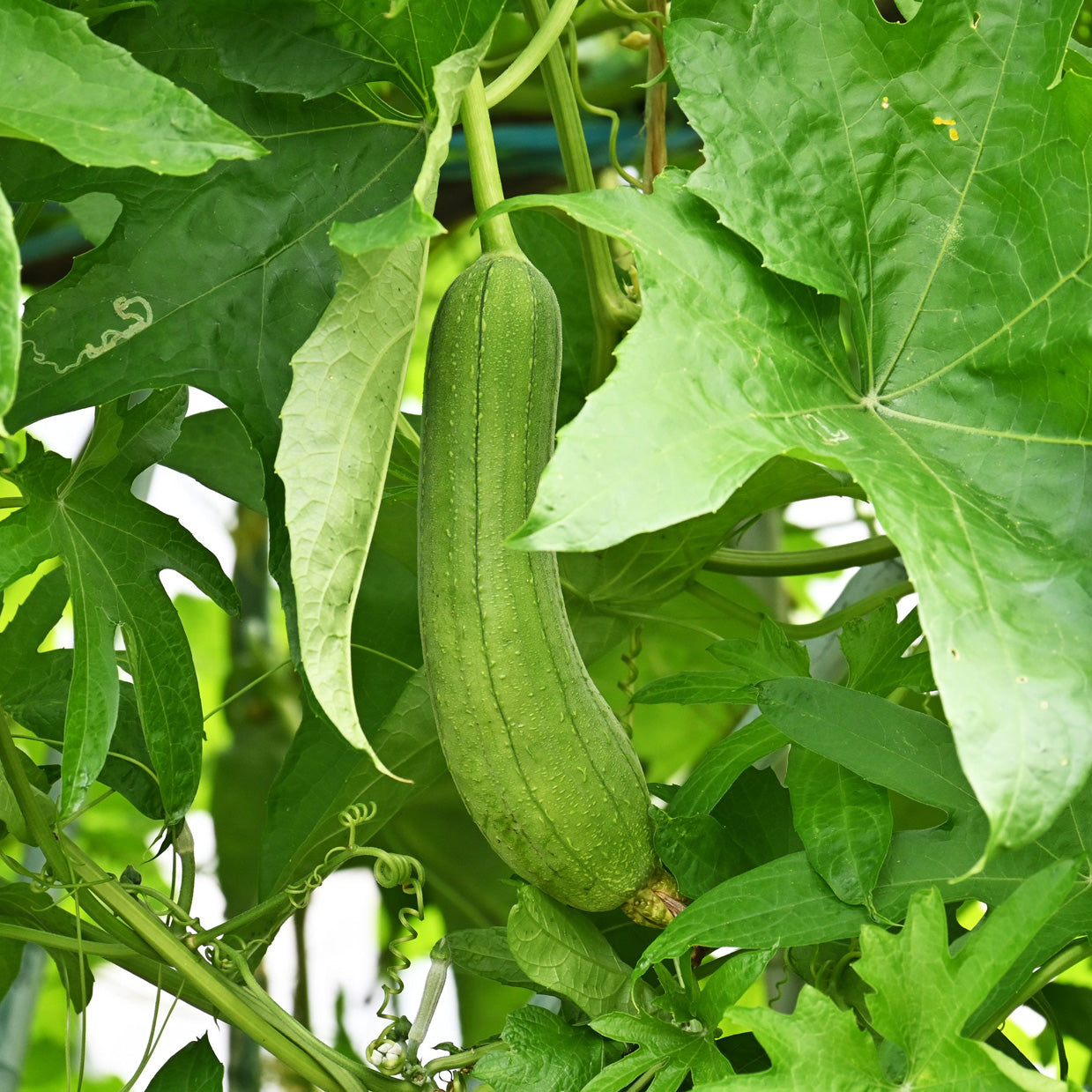 Luffa (Tori / Torai / Loofah / Sponge Gourd / Dishrag Gourd ) – Starter Plant