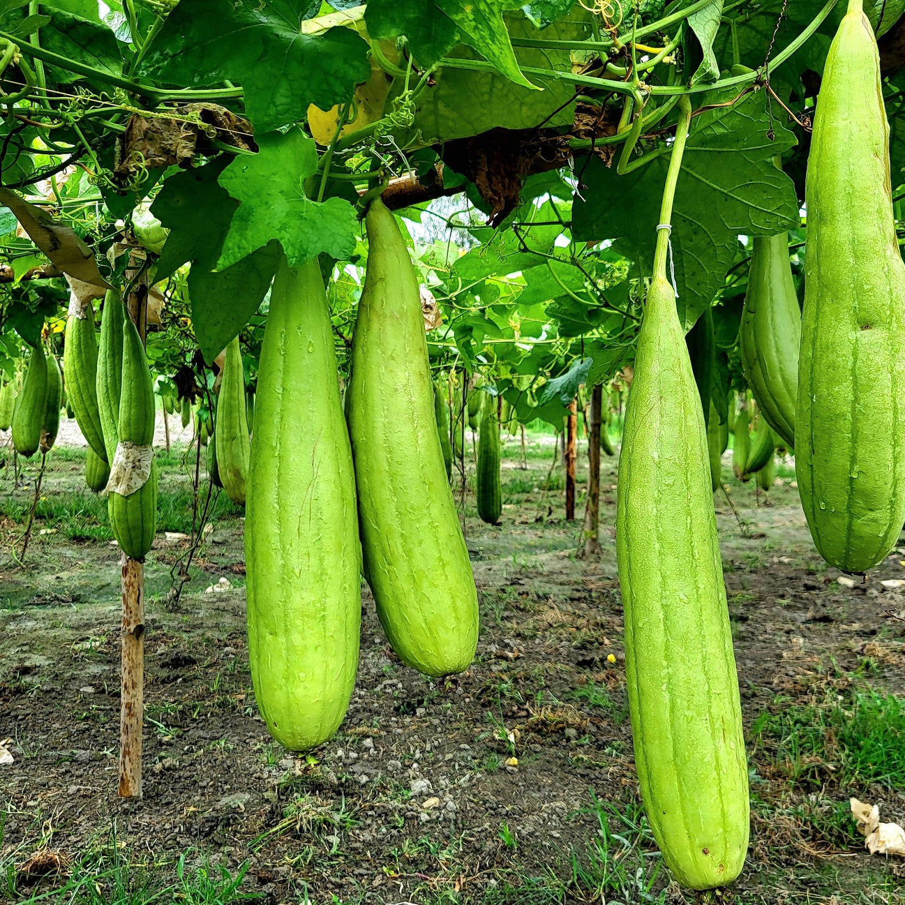 Luffa (Tori / Torai / Loofah / Sponge Gourd / Dishrag Gourd ) – Starter Plant