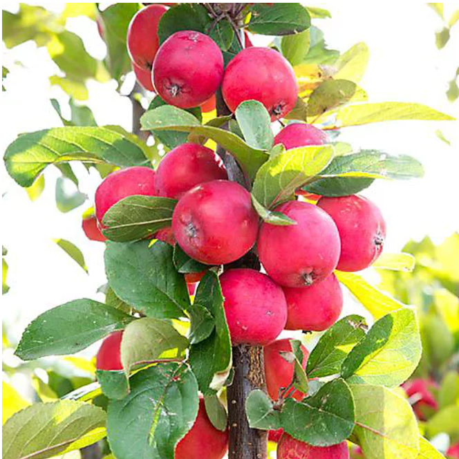 Sweet Mini Apple Tree Unrooted Cuttings ( Pre-Order for May 2026 )