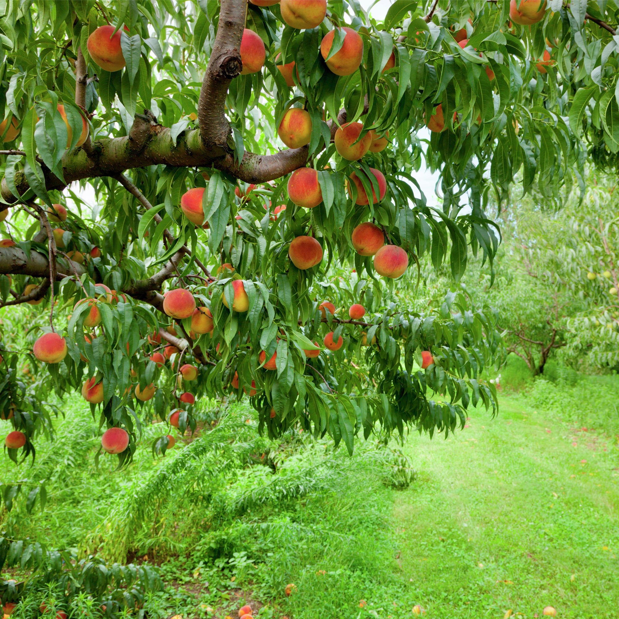 Peach Tree - Unrooted Cuttings ( Buy 1 Get 1 Free ) ( Pre-Order for May 2026 )
