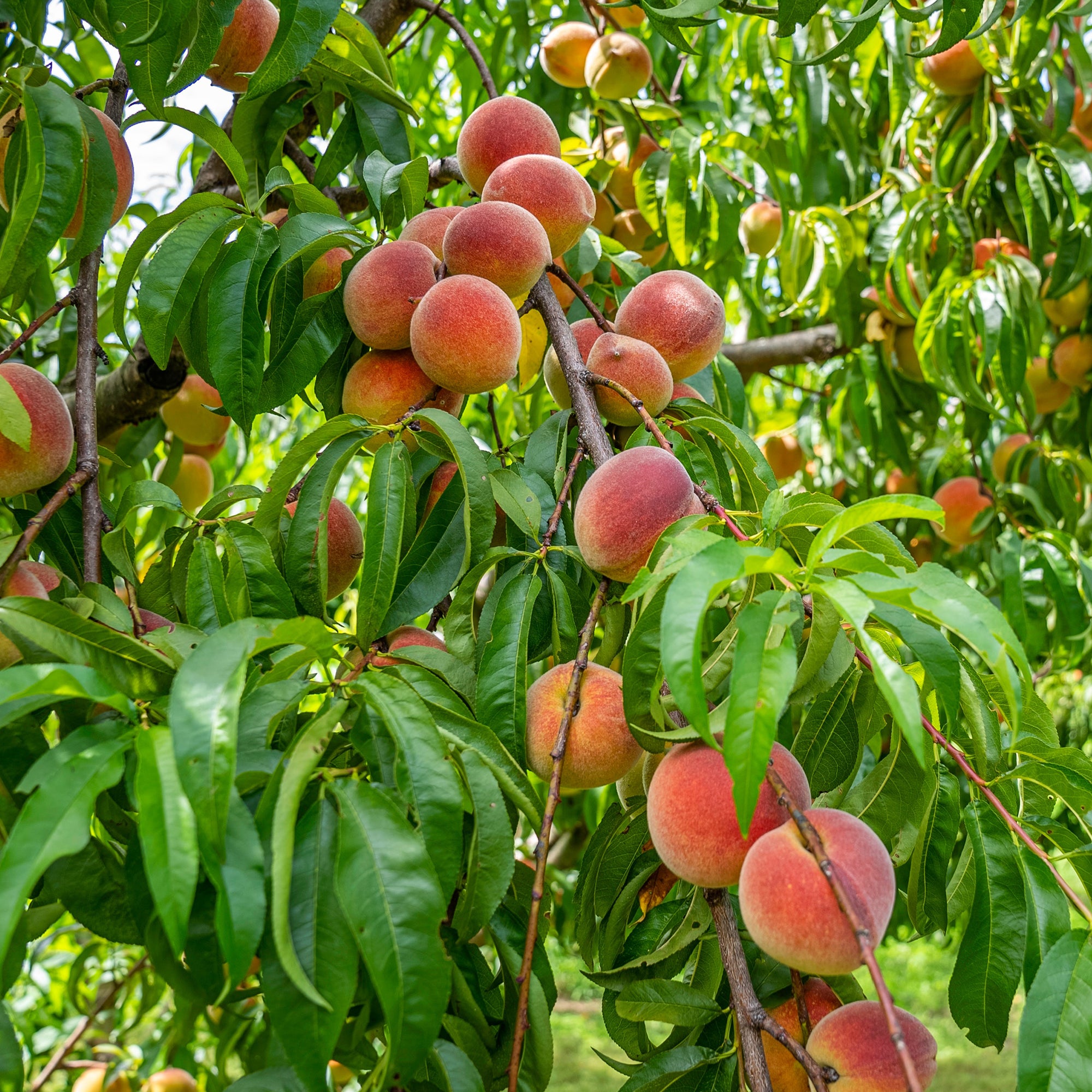 Peach Tree - Unrooted Cuttings ( Buy 1 Get 1 Free ) ( Pre-Order for May 2026 )